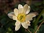Ranunculus fricaria Salomons White